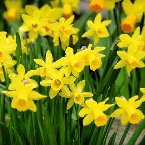 Dwarf Daffodil Narcissus 'Tete a Tete' 1